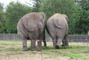 Indisk elefant, Givskud Zoo, d. 19.07.2004. Bjarne Nielsen