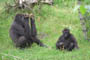 Gorilla - hun + unge, Givskud Zoo, d. 19.07.2004. Bjarne Nielsen