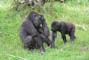 Gorilla - hun + unge, Givskud Zoo, d. 19.07.2004. Bjarne Nielsen