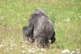Gorilla - silverback, Givskud Zoo, d. 19.07.2004. Bjarne Nielsen