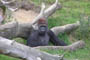 Gorilla - silverback, Givskud Zoo, d. 19.07.2004. Bjarne Nielsen