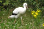 Hvid stork, Givskud Zoo, d. 19.07.2004. Bjarne Nielsen