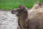 Kamel-unge, Givskud Zoo, d. 19.07.2004. Bjarne Nielsen