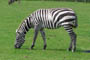 Zebra, Givskud Zoo, d. 19.07.2004. Bjarne Nielsen