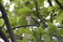 Havesanger synger lige udenfor fugletrn ved Binnenmritz