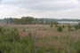 Oversvmmet birkeskov ved Specker See, hvor der bl.a. gik Traner, og Havrnen havde rede