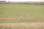 Masser af Traner rastende p mark ved Gnies
